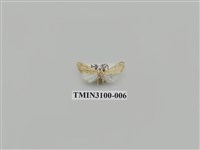 藏品(螟蛾149)的圖片